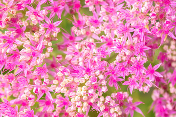 beautiful pink flowers on blurred natural background