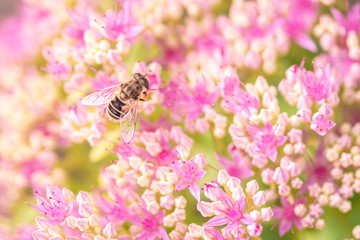 bee on pink flowers at bright sunny day, close-up