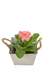 Beautiful blooming pink gerbera in decorative beige pots with rope handles isolated on a white background.