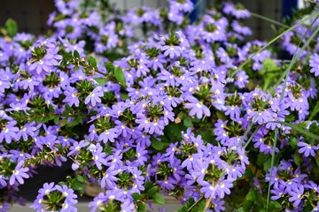 Obraz premium Beautiful fairy fan-flower (Scaevola aemula) in our windows. Focus on the center of the image.