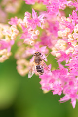 bee on pink flowers at bright sunny day, close-up