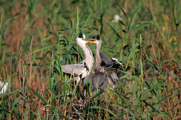 The grey heron nesting in bird colony in Lonjsko polje, Croatia