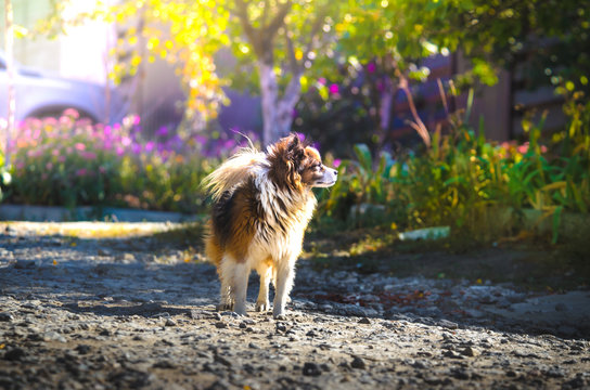Illustrative photo of a dog on a background of flowers