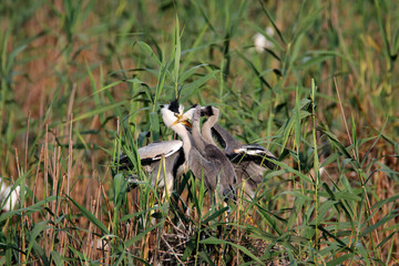The grey heron nesting in bird colony in Lonjsko polje, Croatia