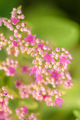 beautiful pink flowers on blurred natural background
