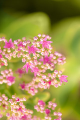 beautiful pink flowers on blurred natural background