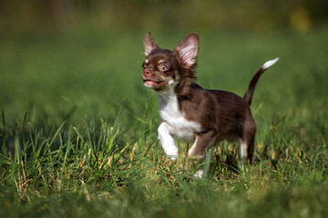 Naklejka na ściany i meble happy chihuahua puppy running through grass