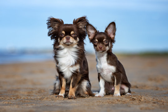 chihuahua dog and puppy posing outdoors together