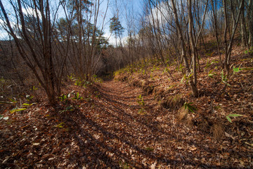 晩秋の林
