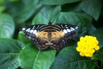 Parthenos sylvia, the clipper butterfly on green leaf
