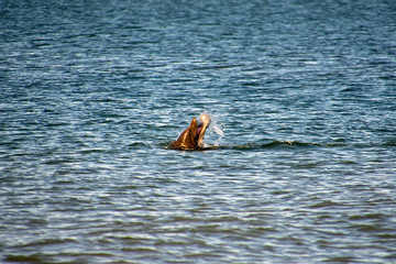 bottlenose dolphin eating jellyfish in the ocean