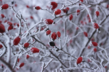 Fototapeta na wymiar Rosehip berries covered with frost.