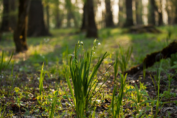 Summer snowflake from flooded forest in Lonjsko polje, Croatia