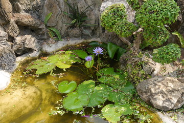 Blaue Lotusblüten im Felsenbecken