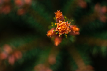 green spruce branches with young pines on blurred background, close view 