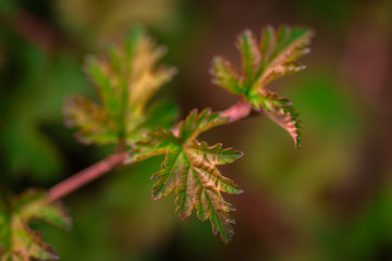 green leaves of garden plants, close view  