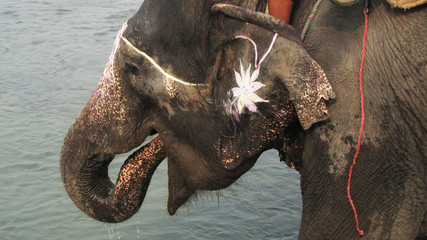 Fototapeta na wymiar Nepal. A close-up of an African elephant
