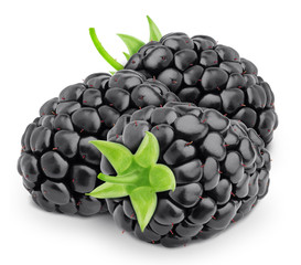 Composition with garden or forest sweet blackberries isolated on white background. As design element.