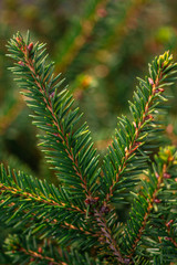 green spruce branches on blurred background, close view 