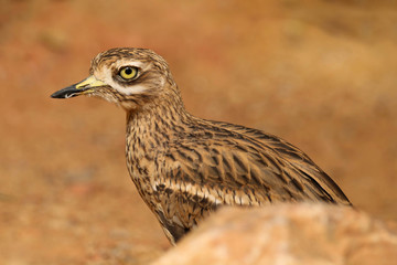 Close up of a Stone Curlew ( Burhinus oedicnemus) bird isolated against a brown background.  Taken in England, UK