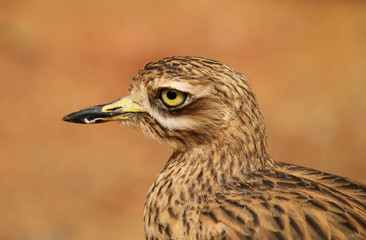 Close up of a Stone Curlew ( Burhinus oedicnemus) bird isolated against a brown background.  Taken in England, UK