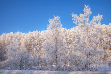 Frozen birch trees covered with hoarfrost and snow.