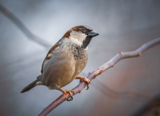 Neugierig blickender Spatz