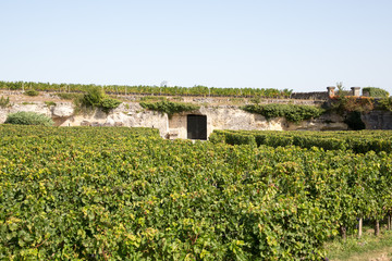 Vineyards in Saint Emilion France underground cellar