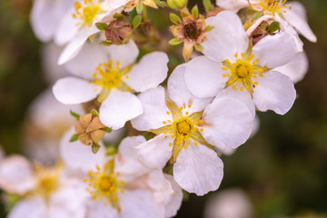 Obraz premium tree branch with beautiful white flowers on natural background, close-up 