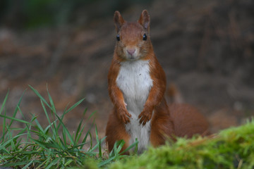 Eichhörnchen