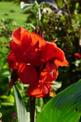 Fototapeta na wymiar red flower in the botanic garden