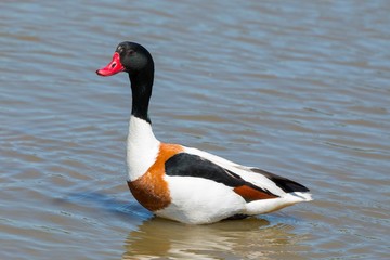 Adult Shelduck (Tadorna ferruginea) standing in shallow water.  Taken at Brownsea Island nature...
