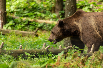 Fototapeta na wymiar The brown bear (Ursus arctos) in its natural environment natural scene from forest habitat