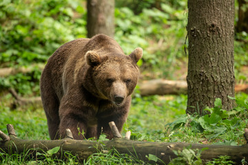 The brown bear (Ursus arctos) in its natural environment natural scene from forest habitat