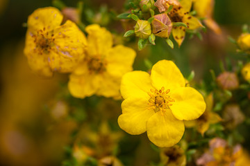 tree branch with beautiful yellow flowers on natural background, close-up