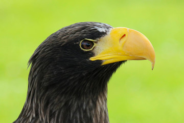 Close up of a Steller's Sea Eagle (Haliaeetus pelagicus) 