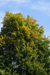 Flowers in a botanic garden