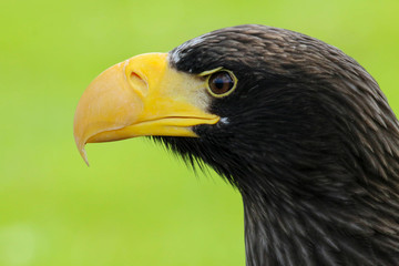 Close up of a Steller's Sea Eagle (Haliaeetus pelagicus) 