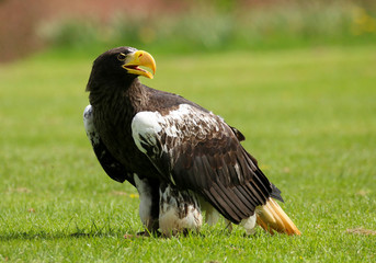 Close up of a Steller's Sea Eagle (Haliaeetus pelagicus) 