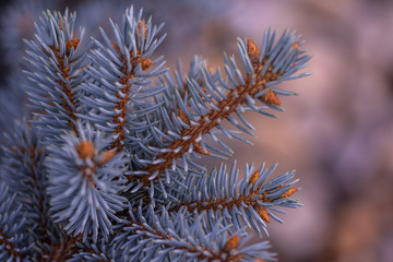 green spruce branches on blurred background, close view 