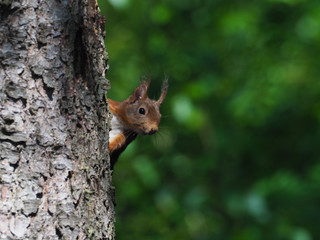 neugieriges Eichhörnchen