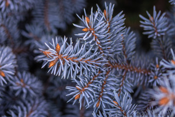Naklejka na ściany i meble Blue spruce branches on blurred background, close view 