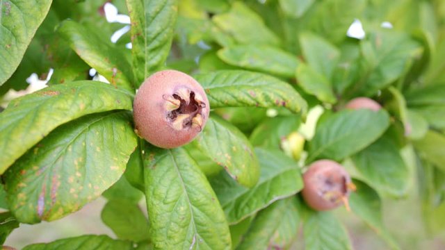 Healthy Medlars in fruit tree - Bawdy autumn fruit medlar brown Mespilus germanica