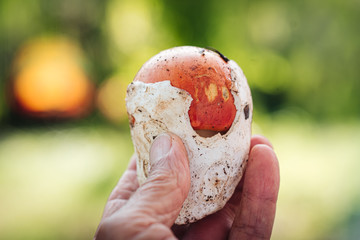 Amanita caesarea, a rare delicious mushrooms