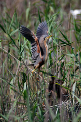 The purple heron nesting in bird colony in Lonjsko polje, Croatia