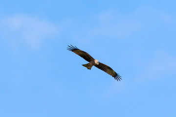 The western marsh harrier (Circus aeruginosus) from Lonjsko polje, Croatia