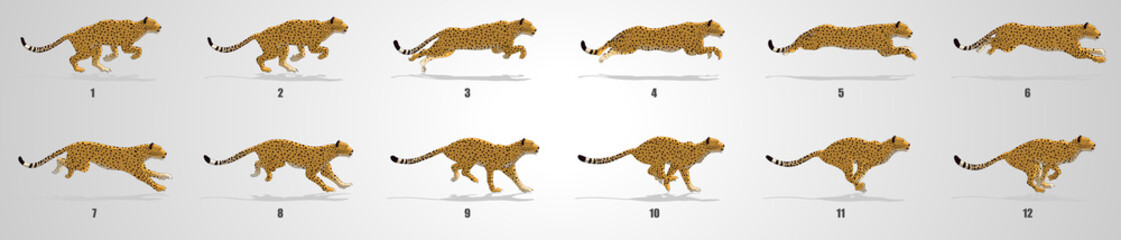 Cheetah Life Cycle Diagram