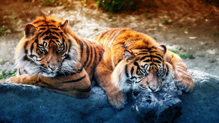 2 Tiger
