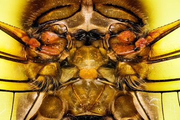 WINGS - Micro detail in Focus Stacking technique of Common Darter. His Latin name is Sympetrum...