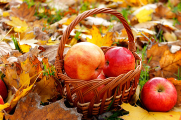 farming, gardening, harvesting and people concept - wicker basket of ripe red apples at autumn garden. World Vegetarian Day